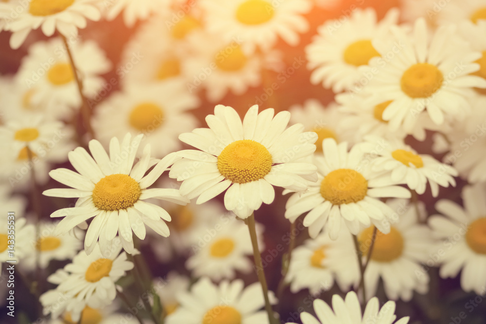 Fototapeta premium Blooming chamomile on green field
