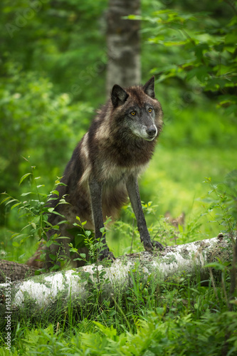 Black-Phase Grey Wolf  Canis lupus  Paws Up on Log