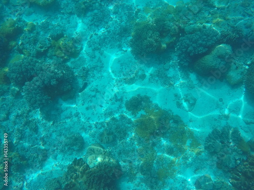 Sea animals and plants. Blue oceanic landscape underwater photo.