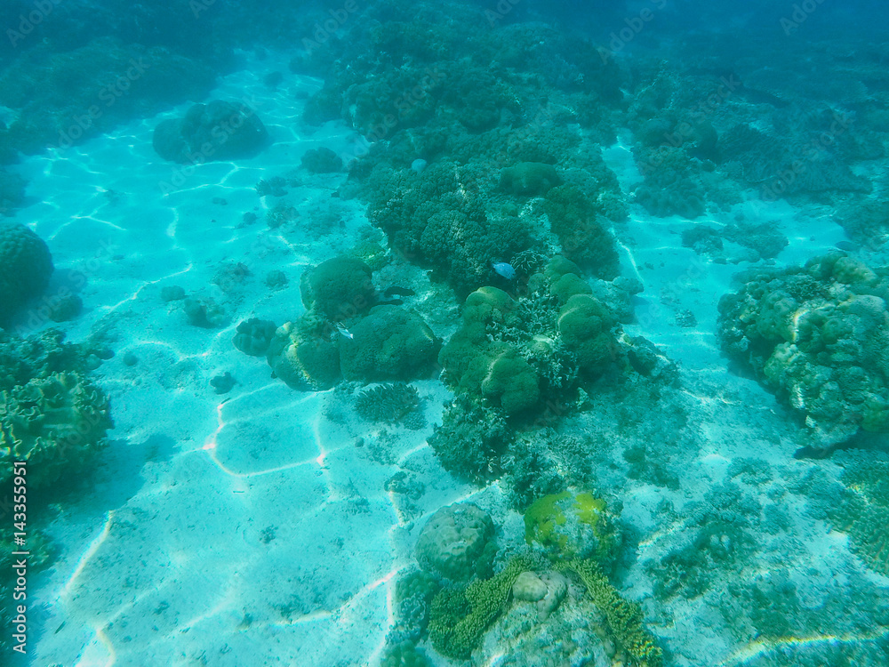 Obraz premium Sea animals and plants. Oceanic environment underwater photo.