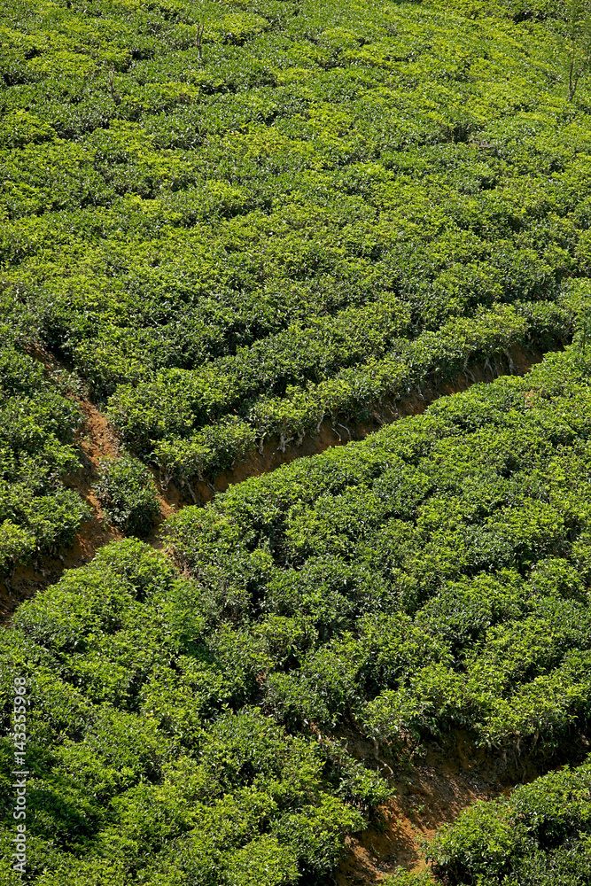 Teeplantage im Hochland von Sri Lanka