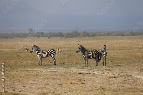 Wild Zebras