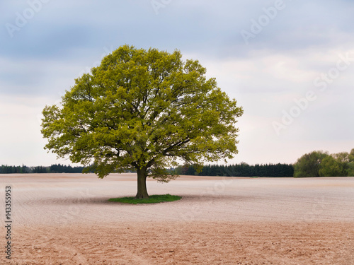 Alone big oak tree in the middle of field on spring time photo