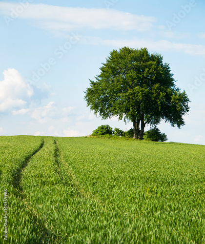 Alone tree in the field of wheat in early summer photo