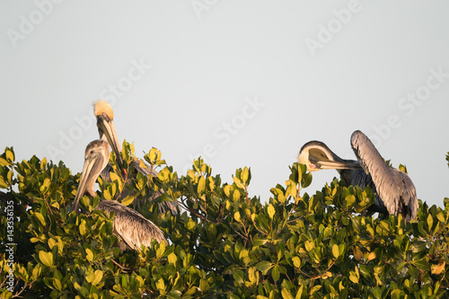 Brown pelican in top of mangrove trees. photo