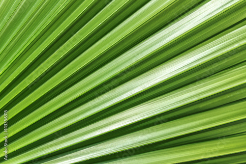 palm leaf texture