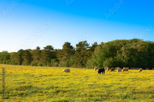 Cows feeding and roaming in lush grass in a beautiful countryside farm