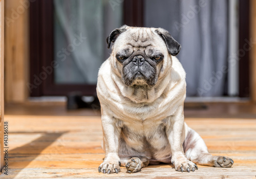 Pug dog sitting on the wooden floor. © EleSi