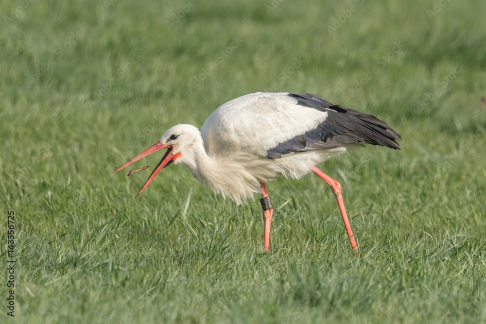 Fototapeta premium storch mit beute