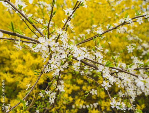 Flowers of the cherry blossoms on a spring day, yellow background. © Irina Demenkova