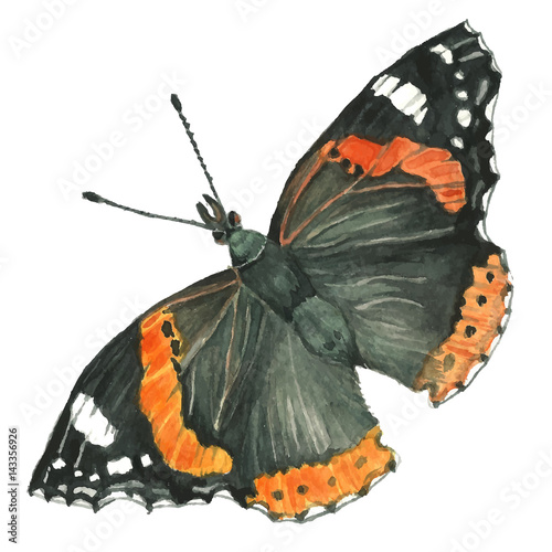 Butterfly Admiral. Watercolor illustration of handmade. Vanessa atalanta. Red admiral . Butterflies and Moths of North America.
