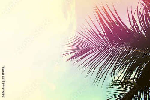 Palm tree leaves on sky background. Palm leaf over sky. Pink and yellow toned photo.