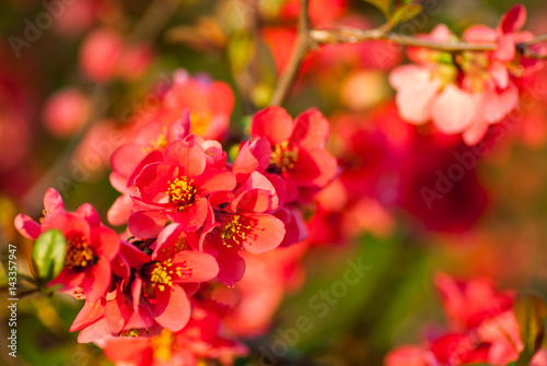 beautiful red garden flowers blossoming in the spring 