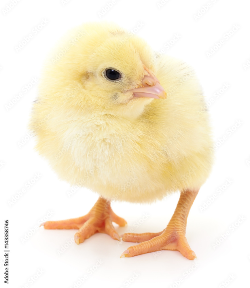 Fototapeta premium Small yellow chicken