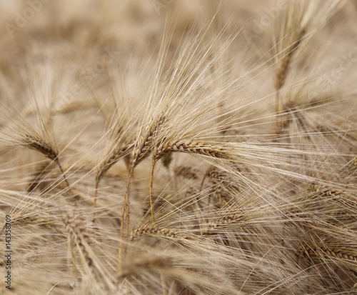 background of ripe wheat ears in the cultivated field