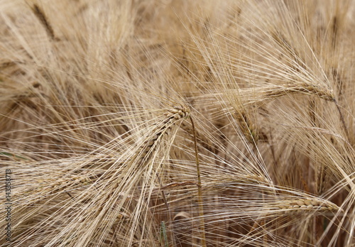background of ripe wheat ears in the cultivated field