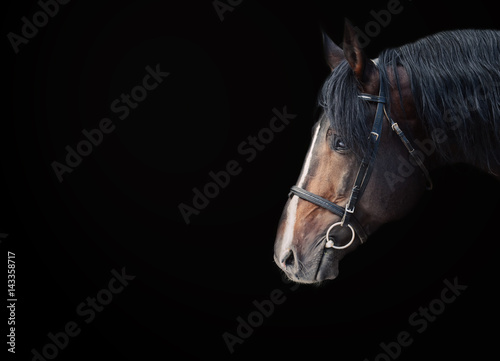 Portrait of beautiful breed sportive stallion at black background