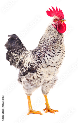 Canvas Print Gray young rooster.