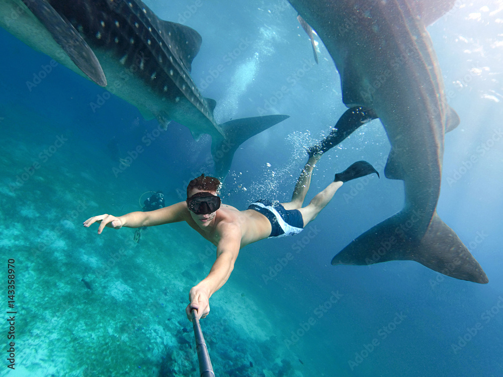Underwater photographer swimming with whale sharks and makes selfie in
