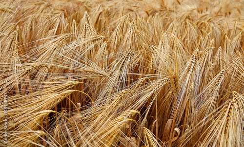 background of almost ripened ears of wheat during ripening in th
