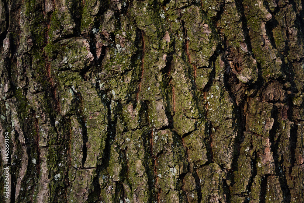 beautiful wooden background oak tree beautiful wooden background oak tree