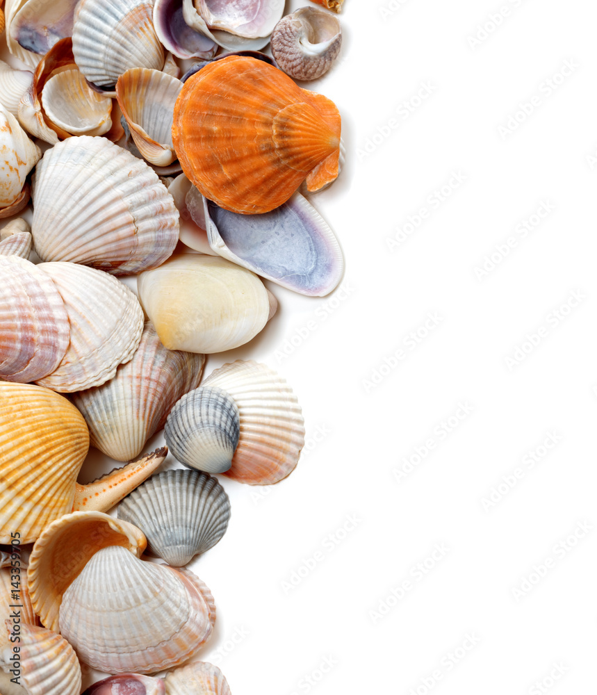 Natural background of seashells