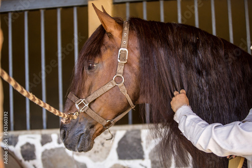 Fototapeta Naklejka Na Ścianę i Meble -  Thoroughbred wild horse