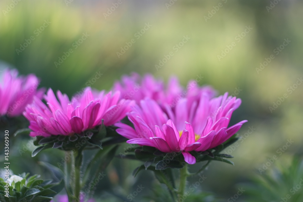 Obraz premium purple flowers