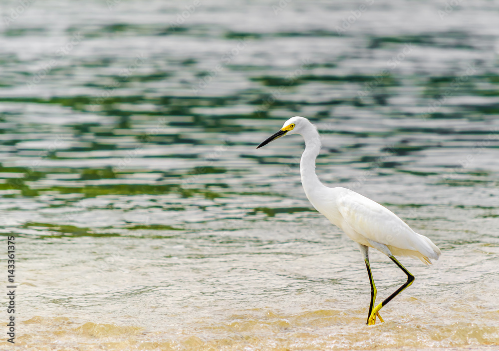 View on snowy Egret by park national tayrona in Colombia
