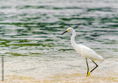 View on snowy Egret by park national tayrona in Colombia © streetflash