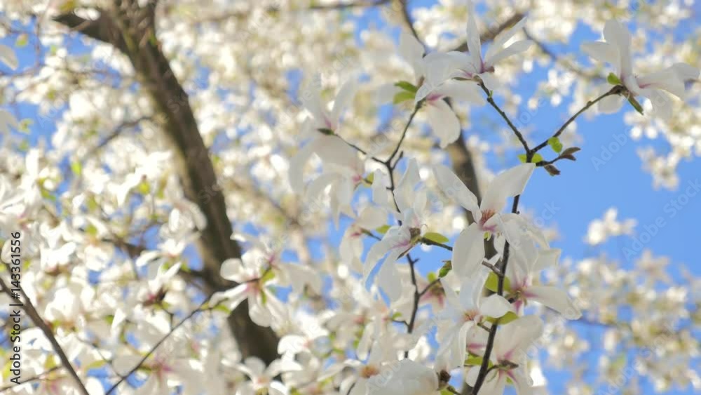White flowers blooming in springtime. Great panoramic scene of white magnolia tree against blue sky background. Medium low angle shallow depth of field tracking slider shot White flowers blooming in springtime. Great panoramic scene of white magnolia tree against blue sky background. Medium low angle shallow depth of field tracking slider shot