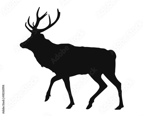 silhouette of the stag