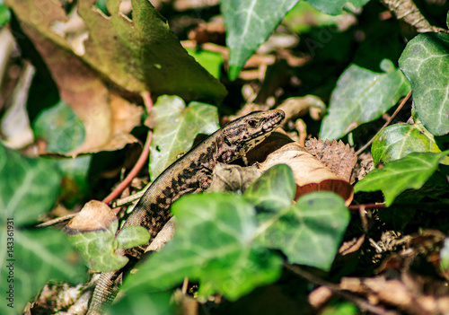 lizard in the grass