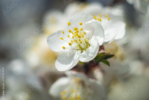 Spring Flowering Apricot Tree