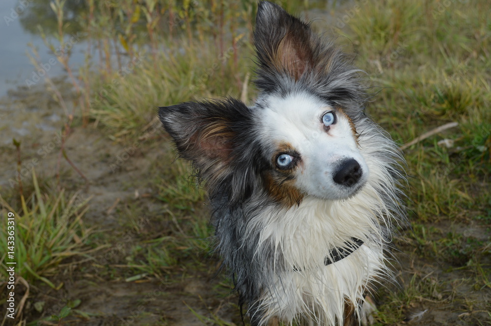Australian Shepherd mit blauen Augen