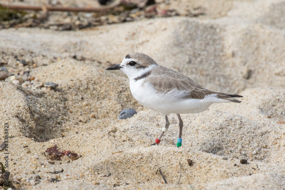 Snowy plover with leg bands on beach in Carmel, California