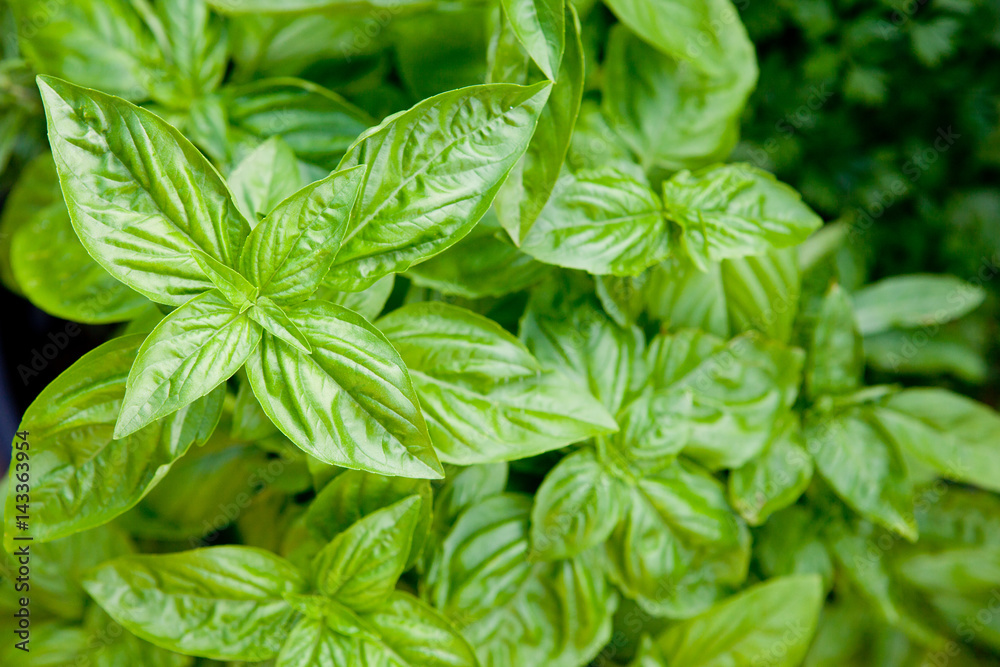 close up of basil herb leaves
close up of basil herb leaves