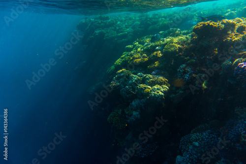 red sea coral reef with hard corals, fishes underwater photo