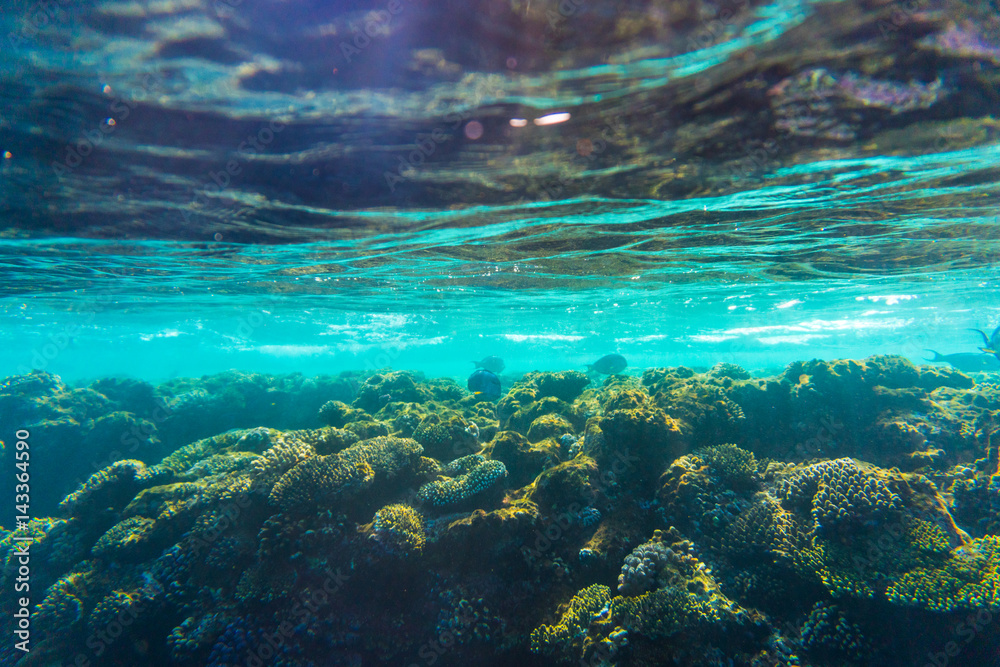 Fototapeta premium red sea coral reef with hard corals, fishes underwater photo