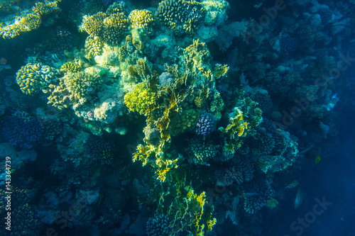 sea coral reef with hard corals  fishes underwater photo