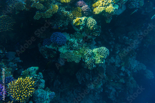sea coral reef with hard corals, fishes underwater photo