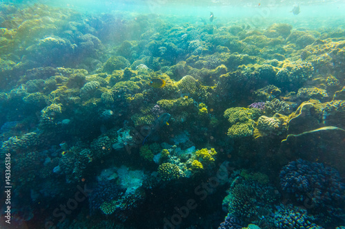 Tropical ocean life. Coral reef full of fish floating under water surface. Sunbeams light through ripples.