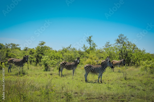 Zebras at Kruger National Park  South Africa