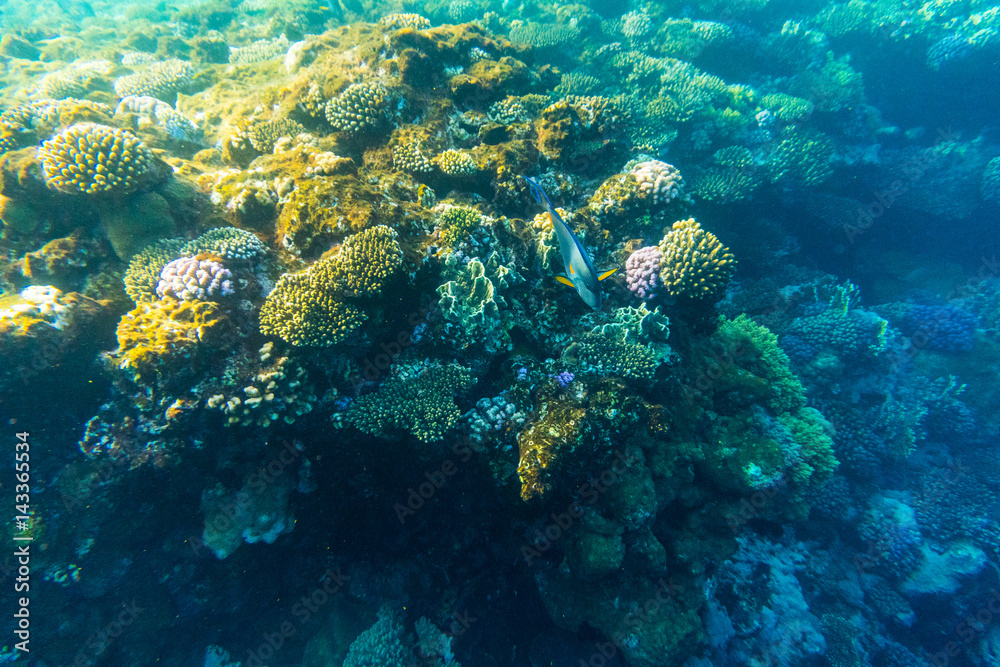 Naklejka premium Tropical ocean life. Coral reef full of fish floating under water surface. Sunbeams light through ripples.