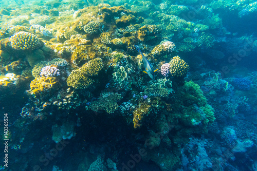 Fototapeta Naklejka Na Ścianę i Meble -  Tropical ocean life. Coral reef full of fish floating under water surface. Sunbeams light through ripples.