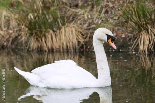 Mute swan on the pond