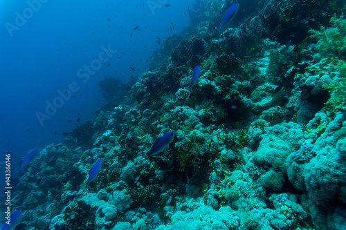Sea under water nature, with reaf coral and fishes. Sea flora and fauna. © F8  \ Suport Ukraine