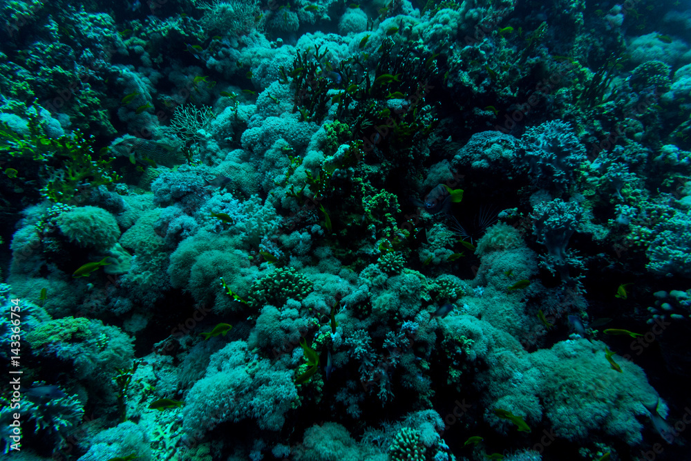 Sea under water nature, with reaf coral and fishes. Sea flora and fauna. Sea under water nature, with reaf coral and fishes. Sea flora and fauna.