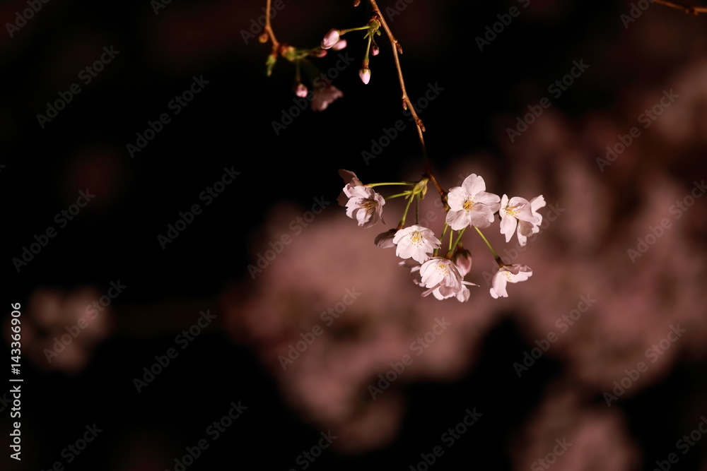 Fototapeta premium 夜桜