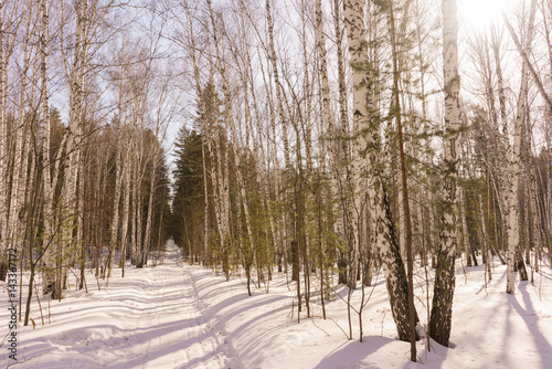 Winter Birch Wood